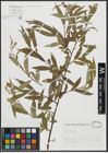 Foto von Salix alba L.